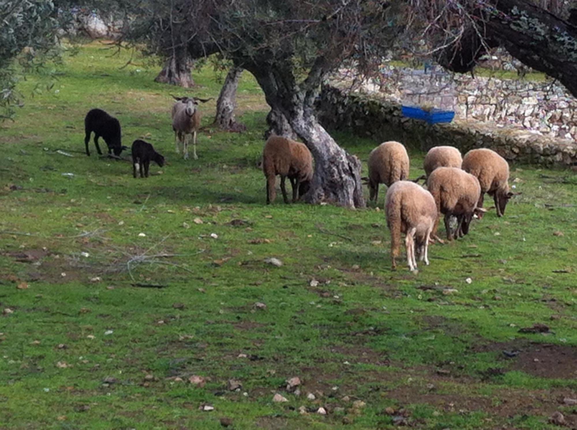 Quinta Das Pias - Holiday Farm Pinhel Eksteriør billede