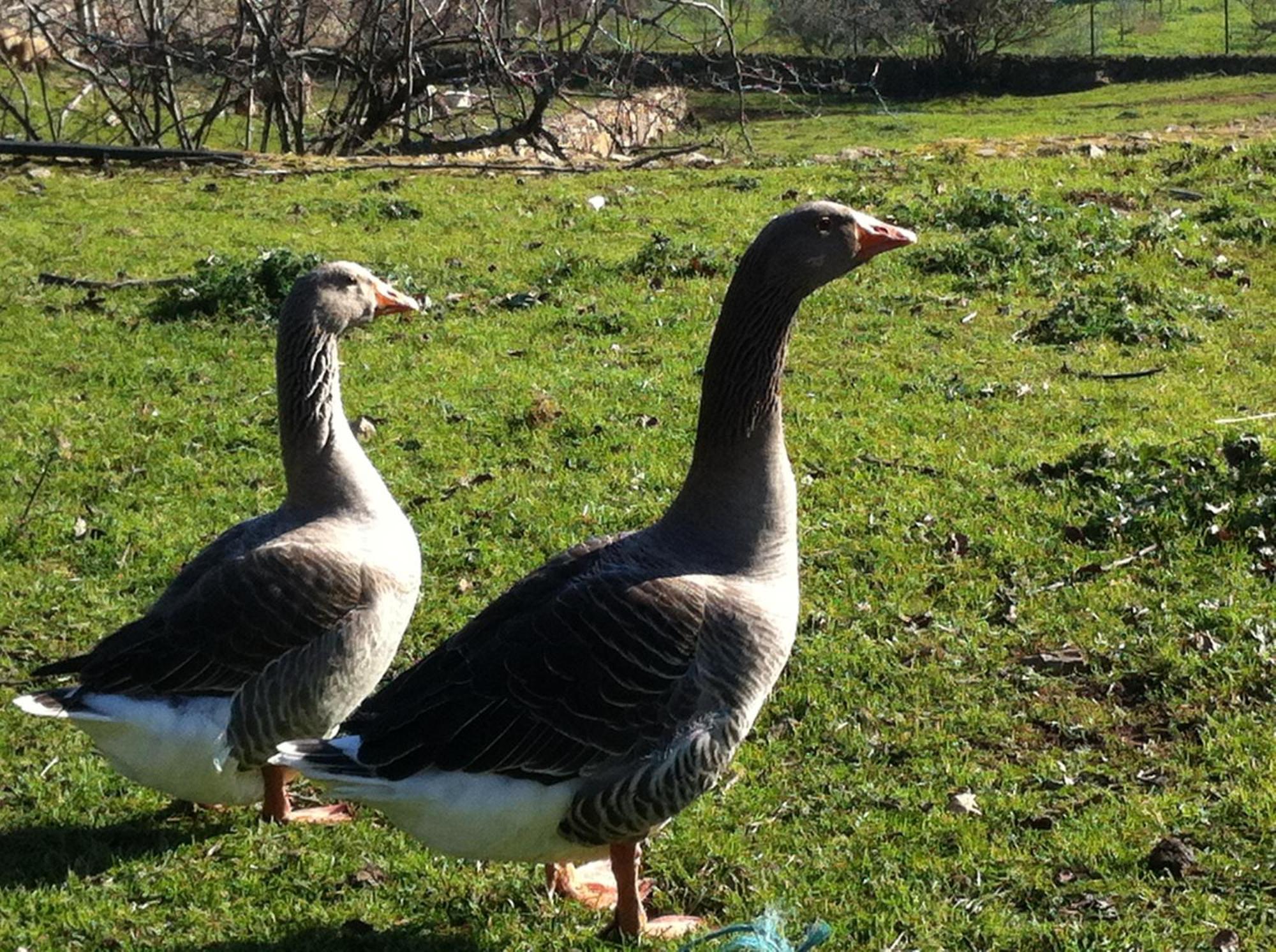 Quinta Das Pias - Holiday Farm Pinhel Eksteriør billede